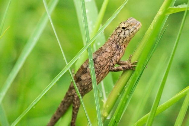 写真 黄色のトカゲは自然の草の上にあります。