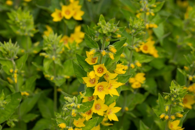 Yellow loosestrife lysimachia punctata alexander flowering in a garden