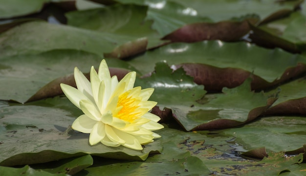 池に咲く黄色い蓮の花や睡蓮の花