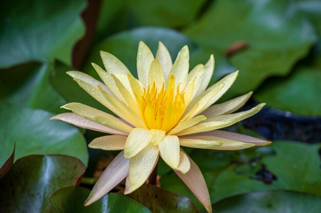 Yellow lotus flower in a pond Vietnam Close up