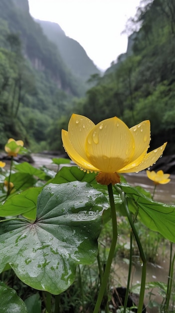 A yellow lotus flower in the rain