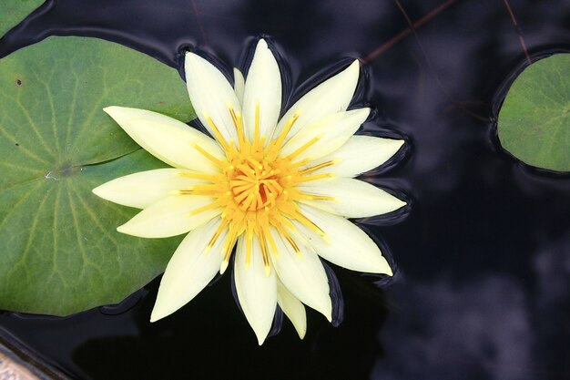 Yellow lotus in lake 