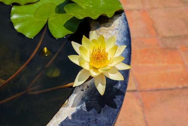 Yellow lotus  in the tub