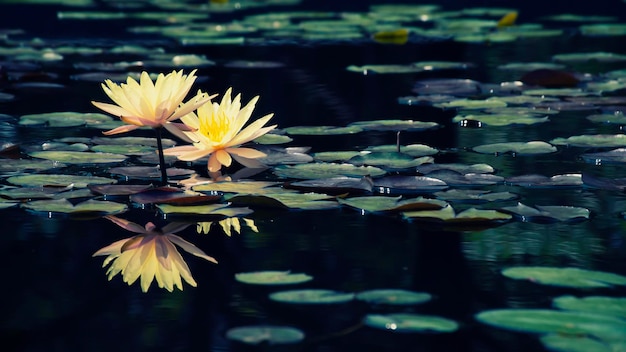 Желтая водяная лилия лотоса цветет на поверхности воды