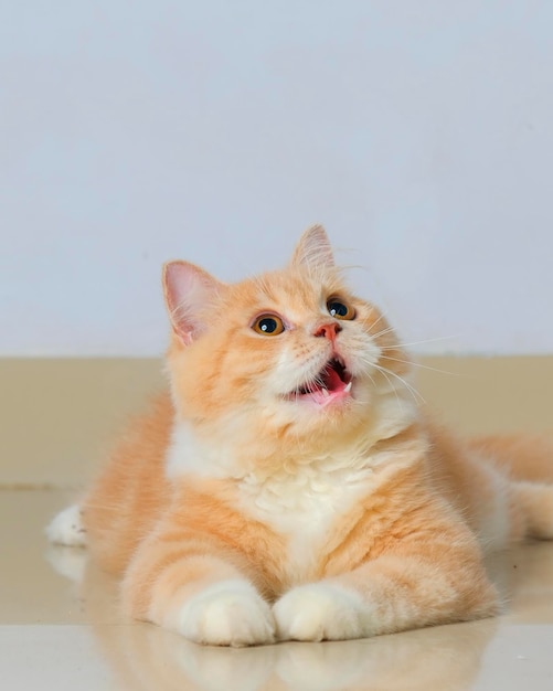 회색 회색 배경에 고양이 표정이 있는 노란색 남성 페르시아 솜털 고양이 사진 촬영 스튜디오