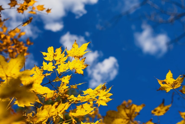 写真 黄色いカエデの紅葉秋の季節