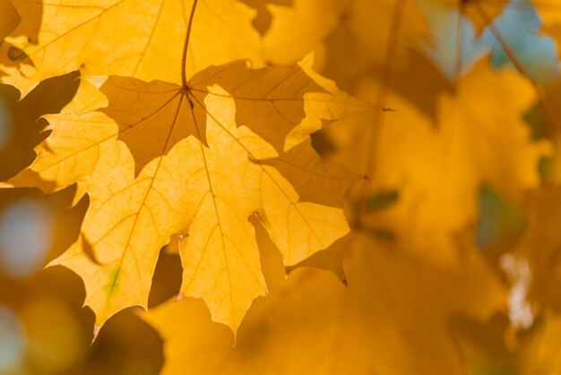 Yellow maple foliage background