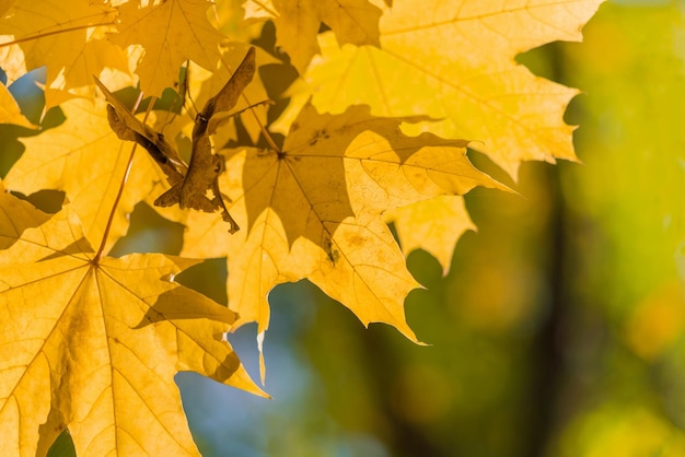 Yellow maple foliage on a green background
