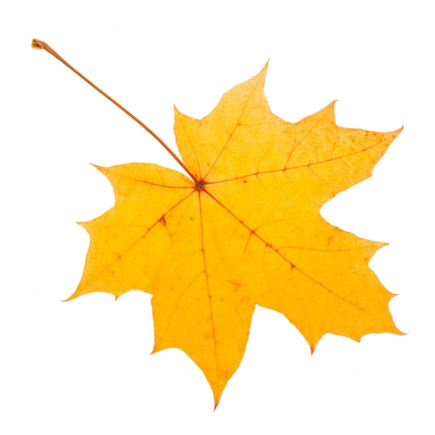  Yellow maple leaf as an autumn symbol.