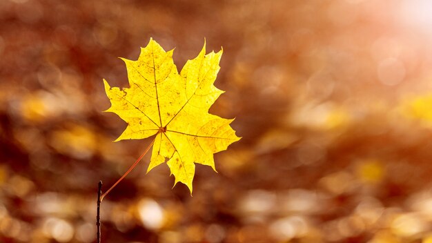 Желтый кленовый лист на размытом фоне в теплых осенних тонах