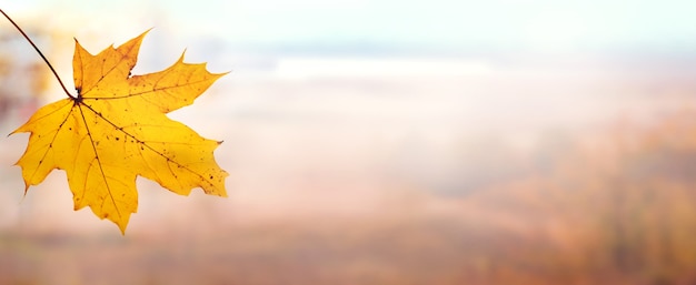 Yellow maple leaf close up on blurred background. Autumn background with yellow maple leaf