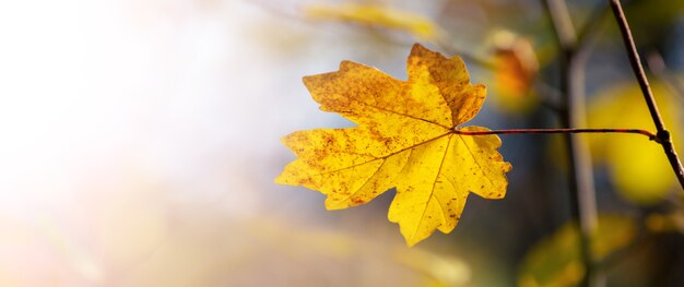 Yellow maple leaf close up in the forest in sunny weather on a blurred background