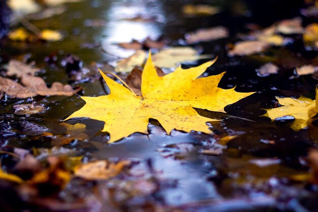 Yellow maple leaf close up in a puddle in the forest after the rain