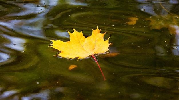 Foto la foglia d'acero gialla galleggia nell'acqua scura