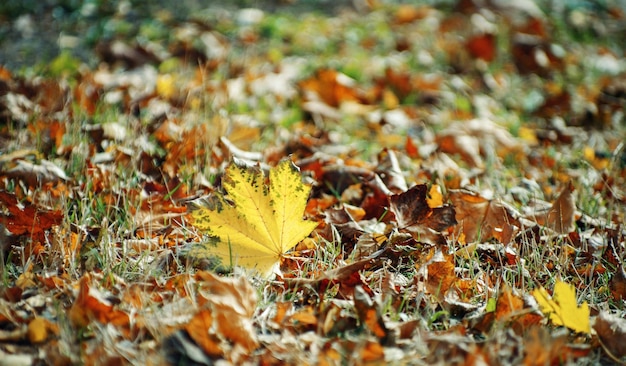 Yellow maple leaf on the ground in autumn sunlight