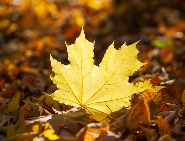 Желтый кленовый лист на земле в осеннем солнечном свете