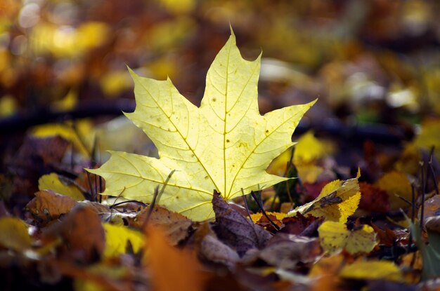 Желтый кленовый лист на земле в осеннем солнечном свете