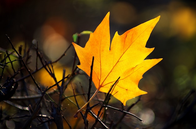 Yellow maple leaf on the ground in autumn sunlight