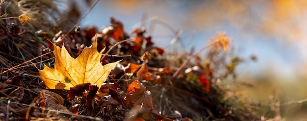 Yellow maple leaf on the ground in the forest on a sunny day