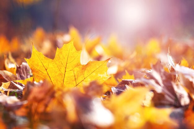 日光の下で地面に黄色のカエデの葉 秋の紅葉