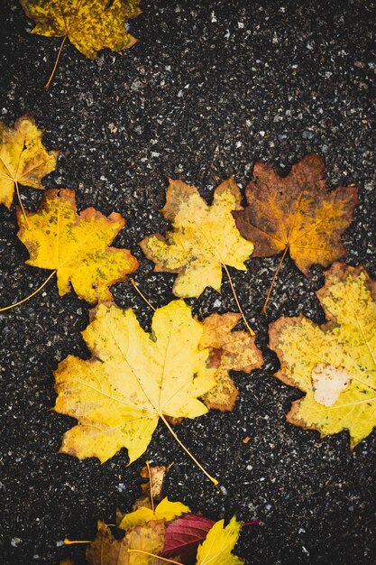 yellow maple leaf on the ground