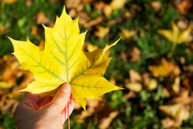 a yellow maple leaf in a hand on the background of a green grass covered with autumn leaves