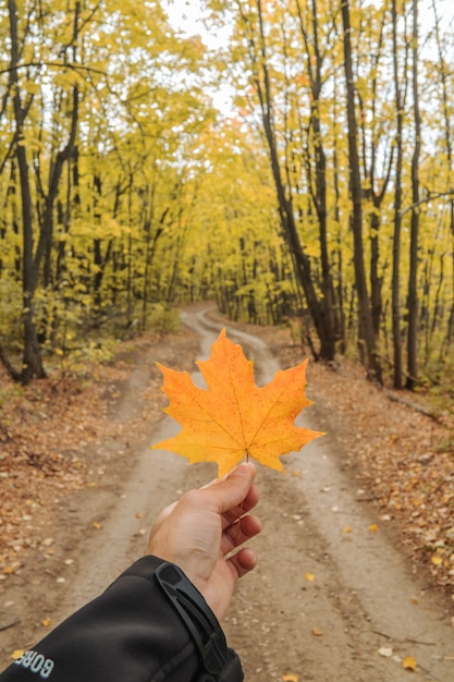 Yellow maple leaf in hand in fall season