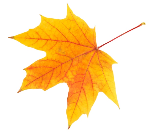 Yellow maple leaf isolated on white