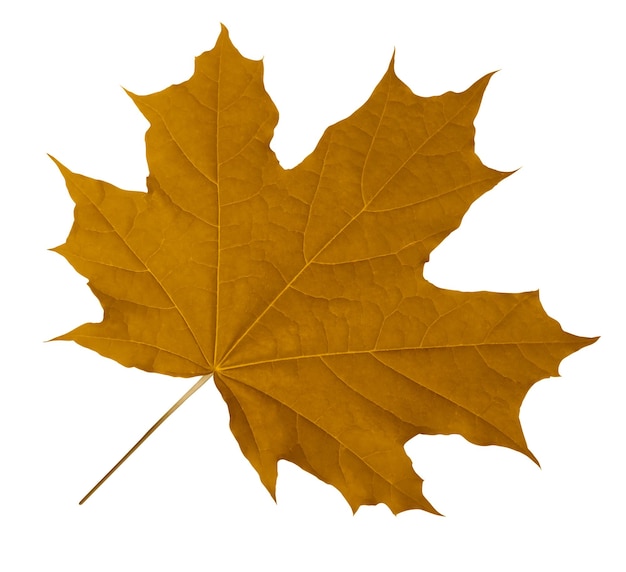 Yellow maple leaf isolated