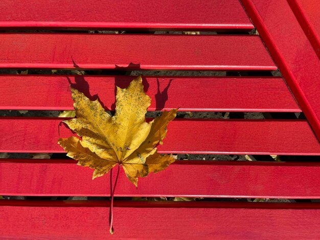 Yellow maple leaf lies on red bench top view