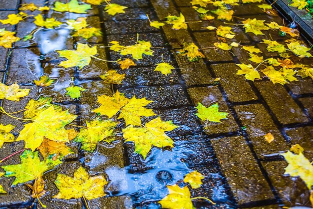 Yellow maple leaf lying on the ground autumn in moscow
