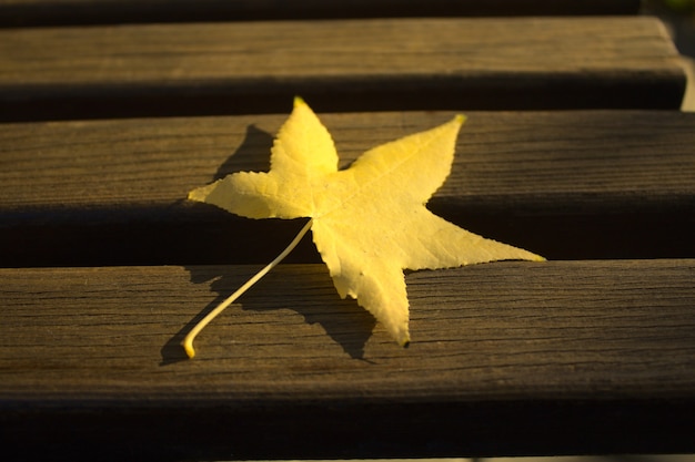 写真 ベンチの黄色いカエデの葉