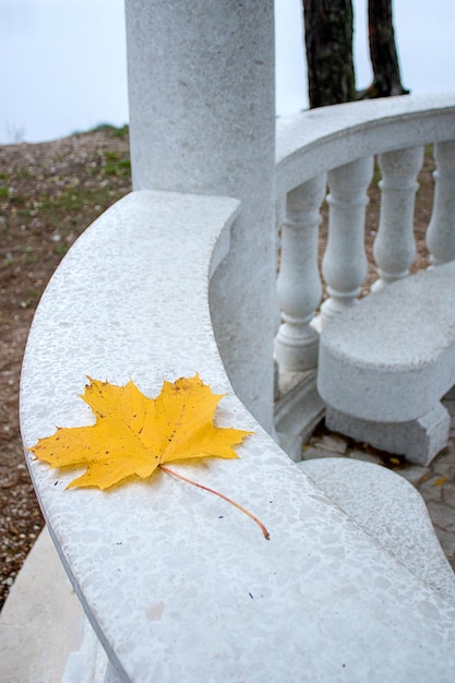 yellow maple leaf on stone wall