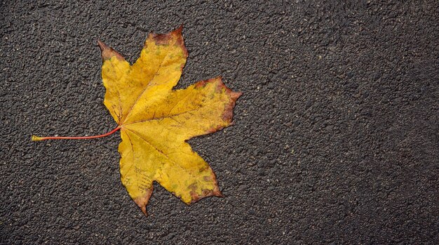 Yellow maple leaf on a wet asphalt surface There is space for text