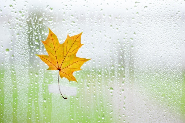 Yellow maple leaf on window glass with rain drops in the autumn rainy day season is fall