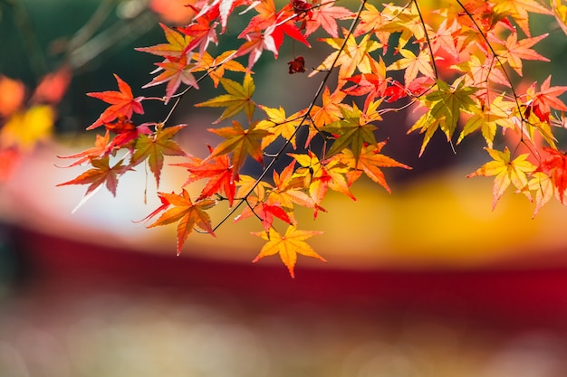 Yellow maple leaf