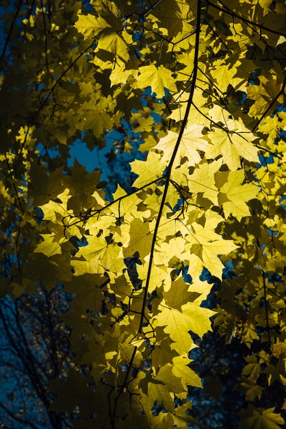 Yellow maple leaves against blue sky on a sunny autumn day