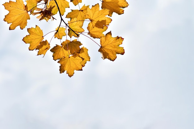 텍스트 디자인 요소를 추가하기 위해 흐린 가을 하늘을 배경으로 노란색 단풍나무 잎