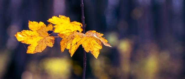 Foglie di acero gialle nella foresta oscura autunnale