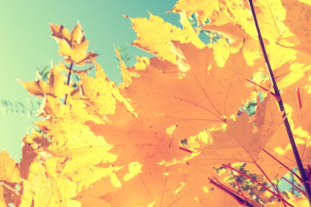 秋の森に黄色いカエデの葉。美しい秋の風景、秋のシーン。クリエイティブなヴィンテージフィルター、レトロな効果