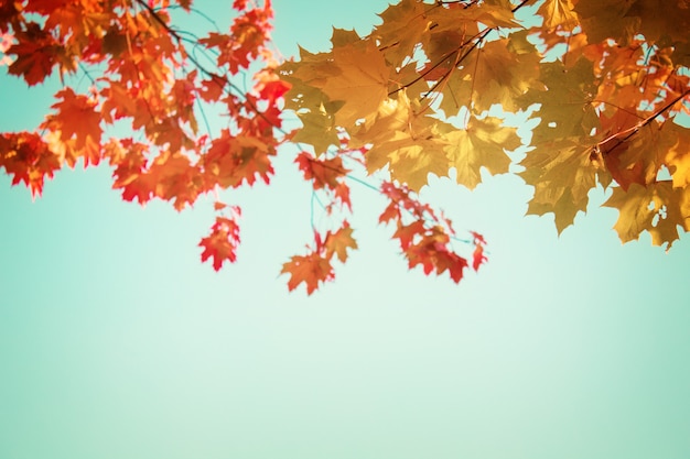 Yellow maple leaves in  autumn park on bright blue sky, retro toned