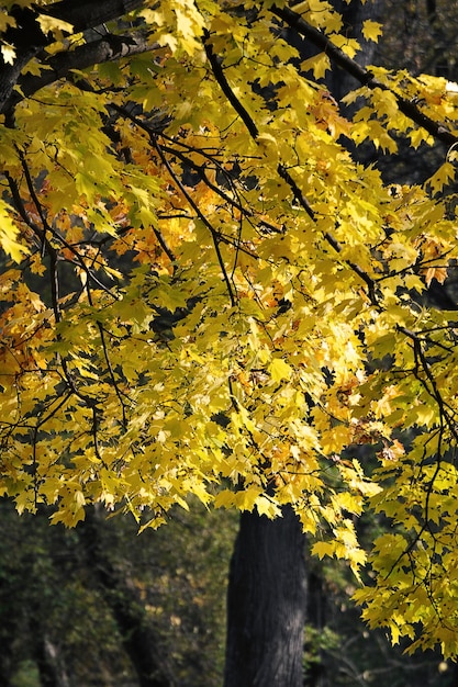 秋の公園に黄色いカエデの葉