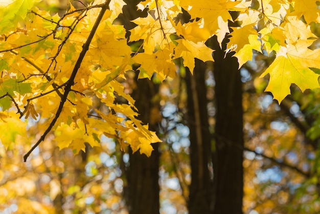 Yellow maple leaves on a branch