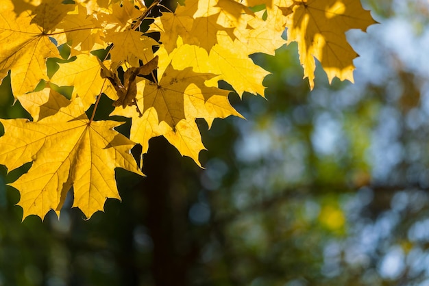 Yellow maple leaves on a branch