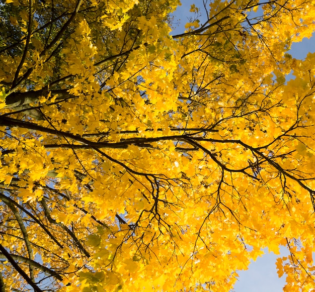 yellow maple leaves on the branches