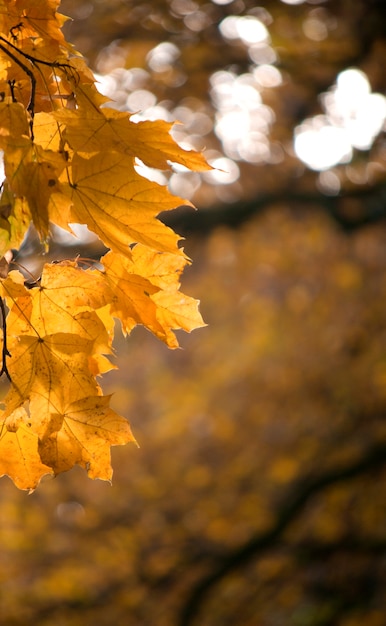 Yellow maple leaves on a dark blurred background autumn