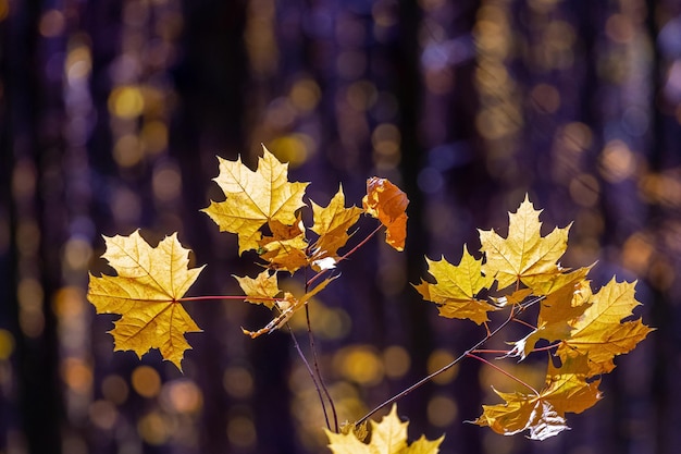 Yellow maple leaves in a dark forest on a sunny day Autumn forest