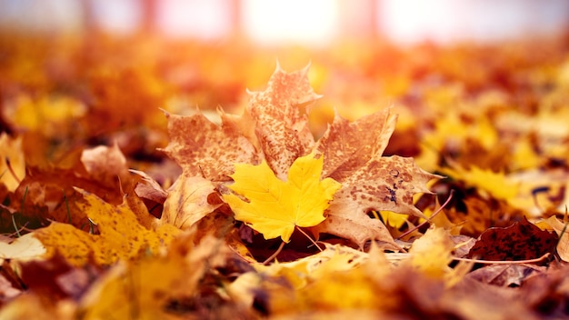 Yellow maple leaves in the forest on the ground in the autumn forest in warm autumn tones in bright sunlight