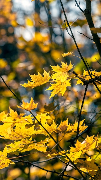 Yellow maple leaves in the forest in sunny weather, vertiucal