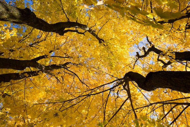 Photo yellow maple leaves in  forest